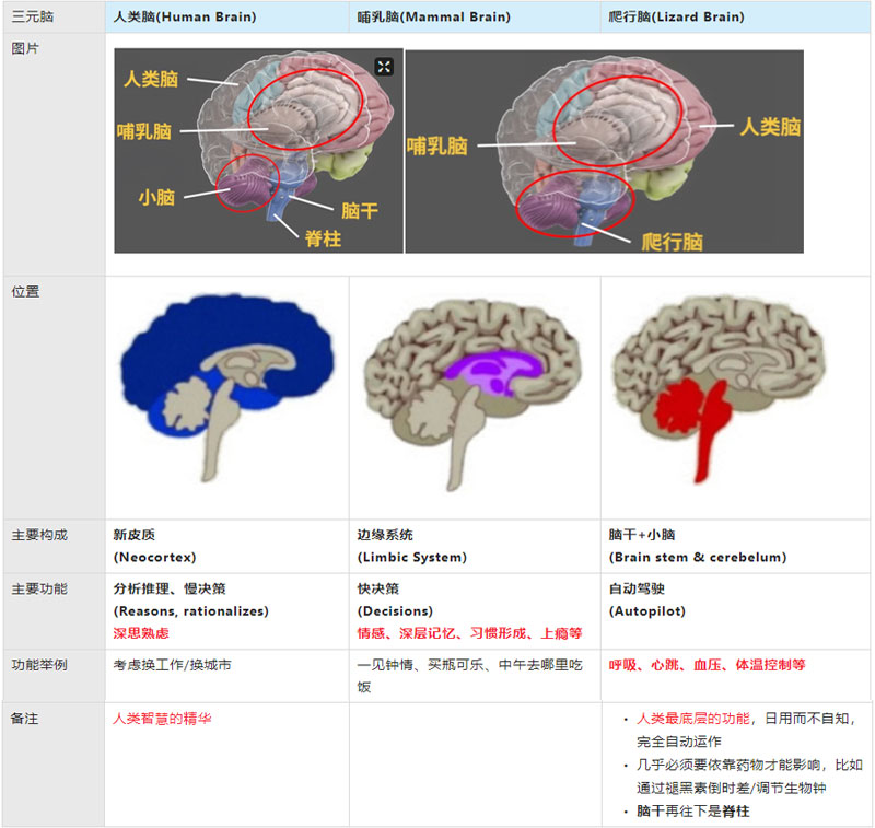 三元脑模型