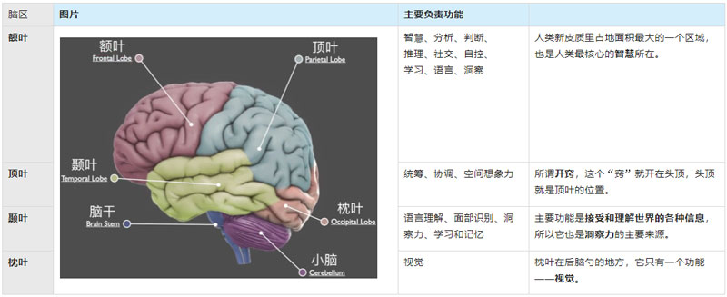 人类脑-新皮质